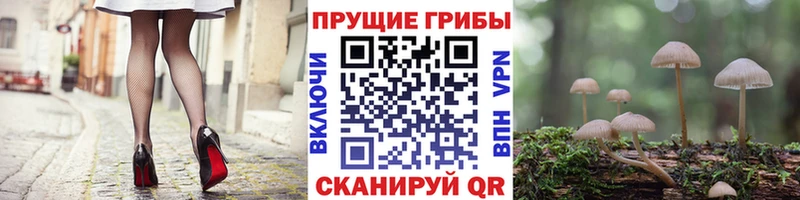 Галлюциногенные грибы Cubensis что такое Поронайск